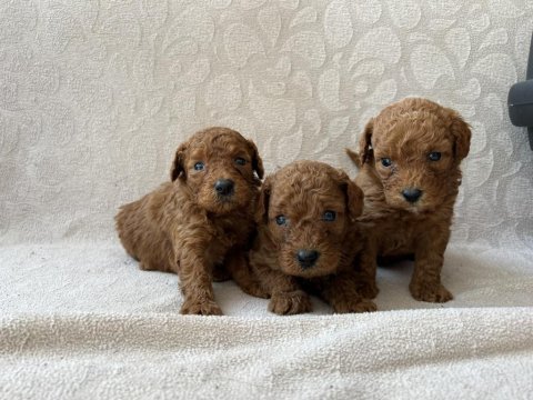 Toy poodle red brown bebekler