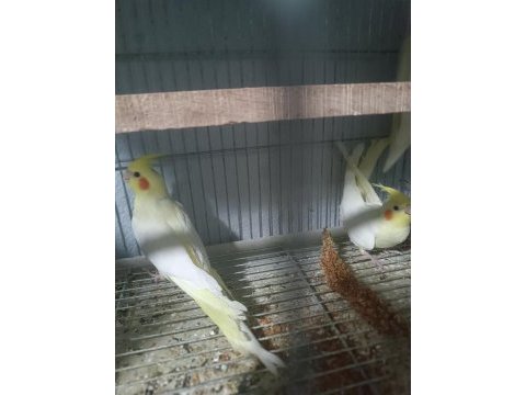 Yavru sultan papağanı yeme düşecekler