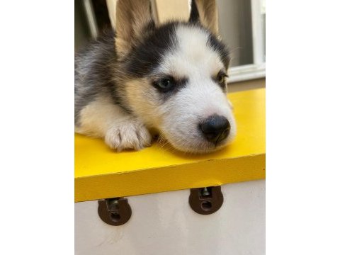 A + sibirya kurdu husky yavrular erkek - dişi