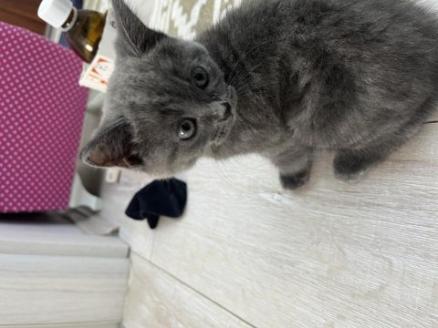 Yavru british shorthair sahiplendirme (izmir)