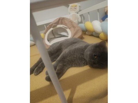 British shorthair için acil yuva arıyoruz