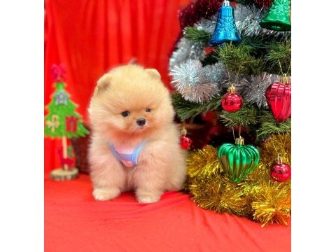 Pomeranian ayı surat yavrular