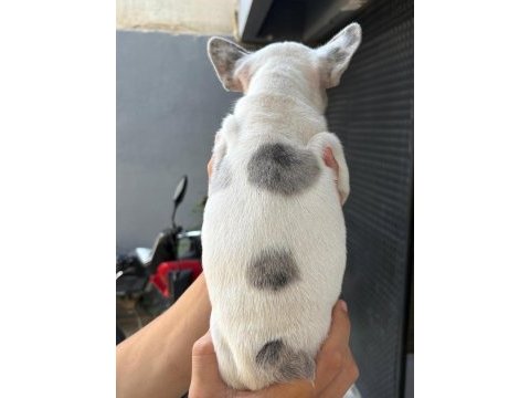 Yavru french bulldog