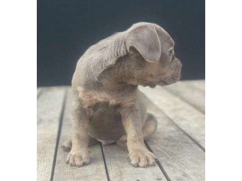 New shade isabella tan maybe fluffy carrier french bulldog