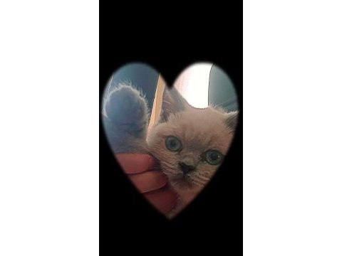 Ücretli sahiplendirme scottish fold