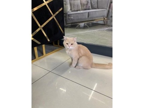 British shorthair