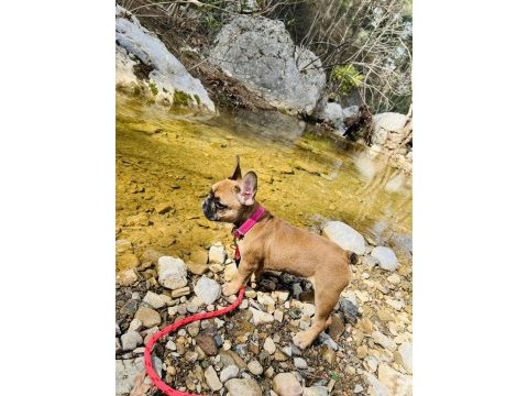 French bulldog bebeğime yeni yuva arıyorum