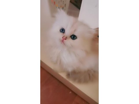 Tombul şirin silver british longhair erkek