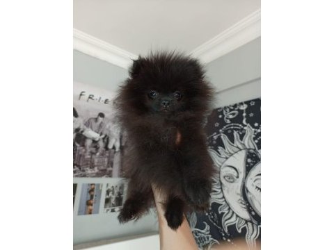Nadir bulunan siyah pomeranian