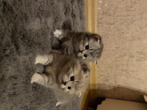 2 aylık british shorthair ve longhair kedilerimiz