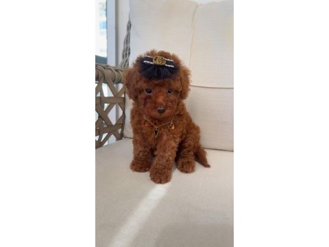 Ev ortamında kore poodle yavrum yeni yuvasına gitmeye hazır