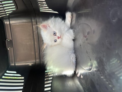 Kartopu british longhair kızım