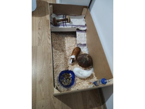 Kardeş ginepigler tüm malzemeleri ile