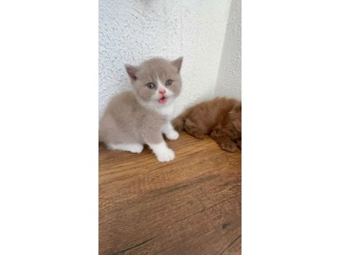 Premium british shorthair fawn bicolor