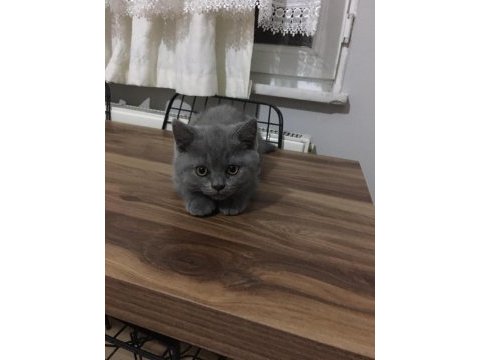 Kedi british shorthair