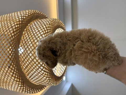 Wc pet eğitimli maltipoo yavrumuz yeni yuvasına hazır