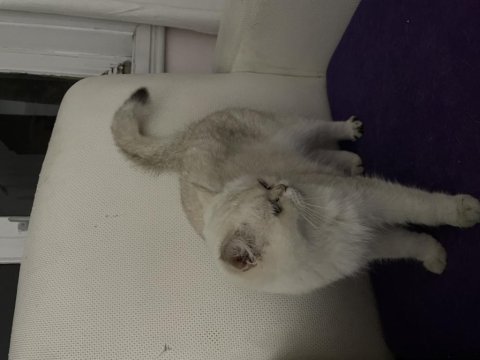 Çipli aşılı british shorthair
