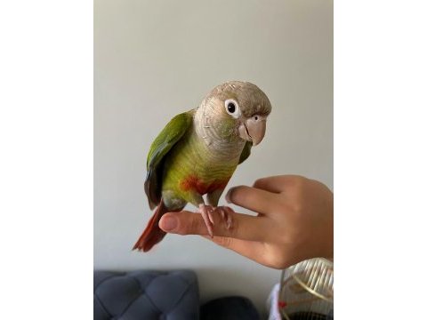 Konur papağanı sağlıklı ve konuşkan ve ele alışkın