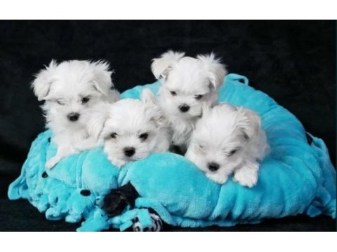 Maltese terrier yavru