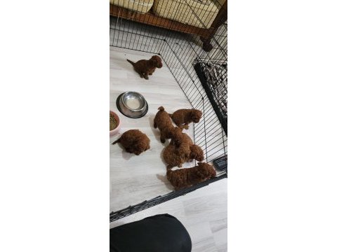 Kore kan poodle yavrularımız