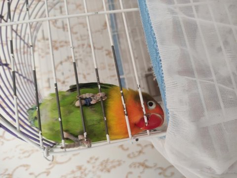 81 ile gönderim yapılır 3 aylık sevda papağanı