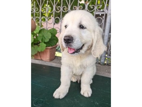 Safkan golden retriever bebekler