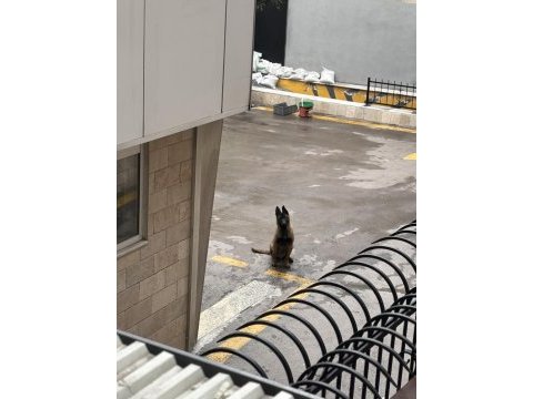 Safkan malinois köpeğimiz