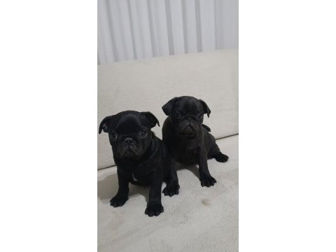 Siyah pug bebeklerim