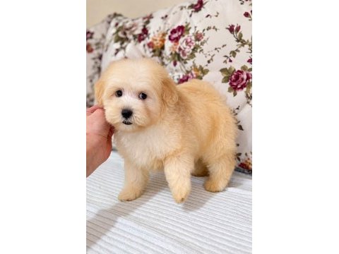 Biblo maltipoo oğlumuz