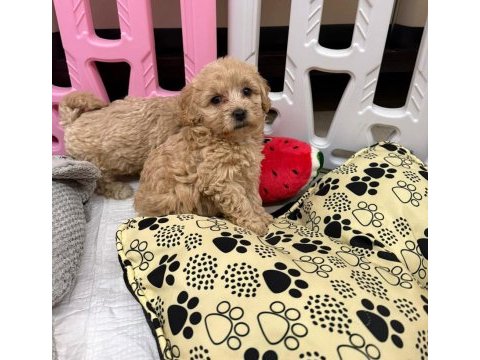 Yasal köpek çiftliğinden maltipoo yavrularımız