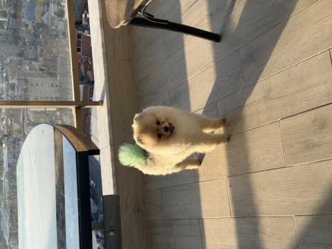 Pomeranian boo oğluma eş arıyorum