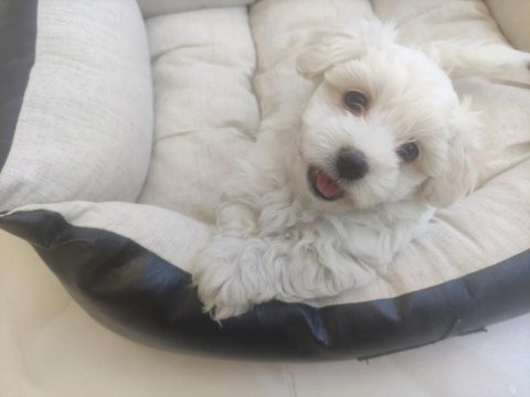 Terrier maltese yavrularımız tüm iller
