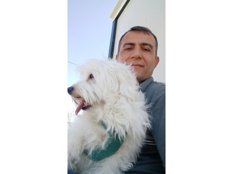 Eğitimli akıllı evcil köpeğimiz