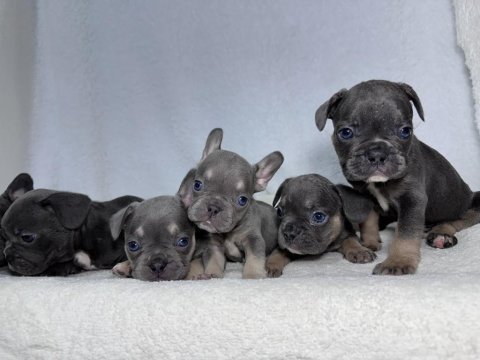Mavi göz a kalite french bulldog yavrular