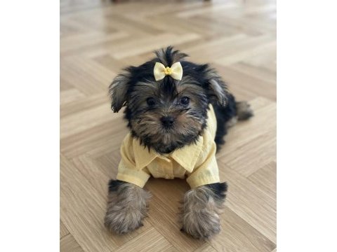 Bol tüylü pofuduk yavru yorkshire terrier
