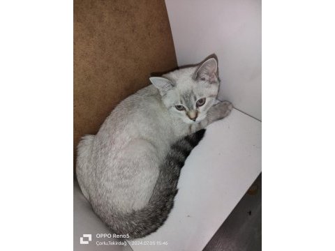 Safkan orijinal british shorthair yavrular