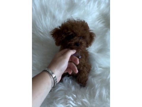 Kore poodle yavrular