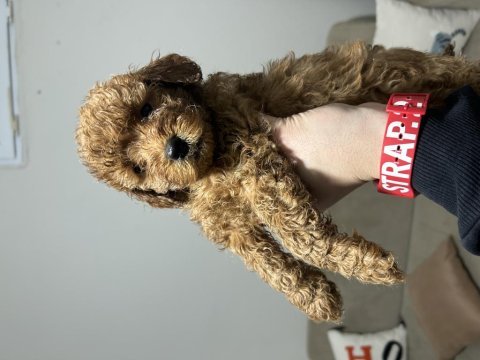 Yavru toy poodle