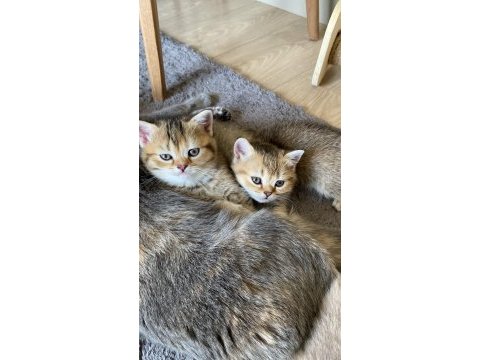 Temas delisi british shorthair miniklerim
