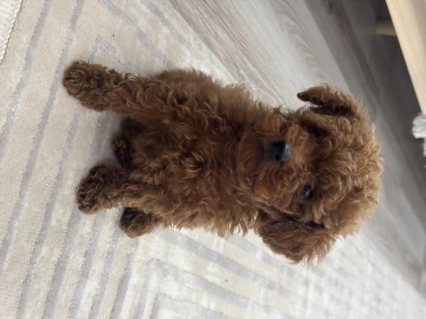 Tea cup poodle boy kilo garantili