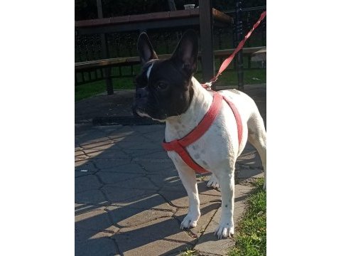 2 yaşında dişi french bulldog