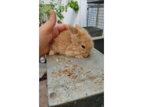 Kendi üretimimiz hollanda lop tavşanı