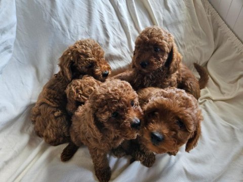 Ev ortamından red toy poodle yavrular