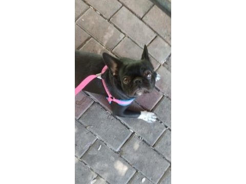 Heraya iyi bir aile arıyoruz french bulldog