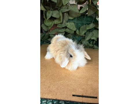 Hollanda lop ve cüce tavşan yavruları