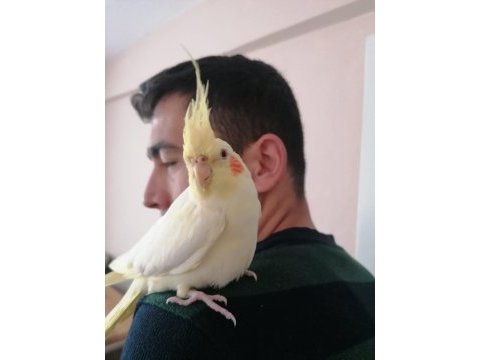Ele kola alışkın lutino sultan papağanı