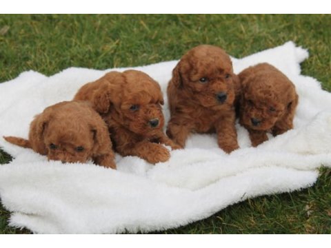 Teddy kore poodle yavruları