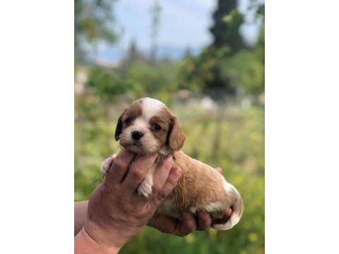 A kalite aşılı garantili cavalier king charles bebekler