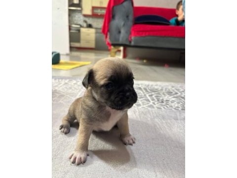 Pug bebekler kaçmaz