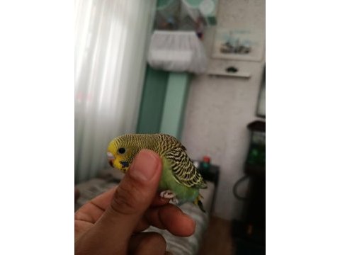 Ele alışmaya uygun yavru muhabbet kuşu
